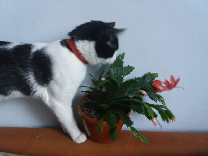  - Florile mele în noiembrie 2017