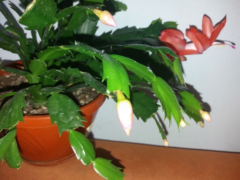  - Florile mele în noiembrie 2017