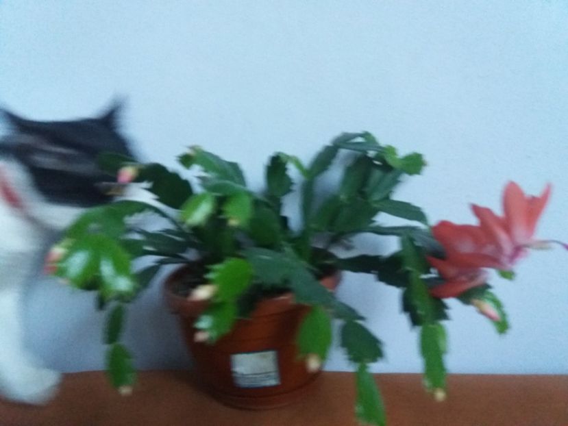  - Florile mele în noiembrie 2017