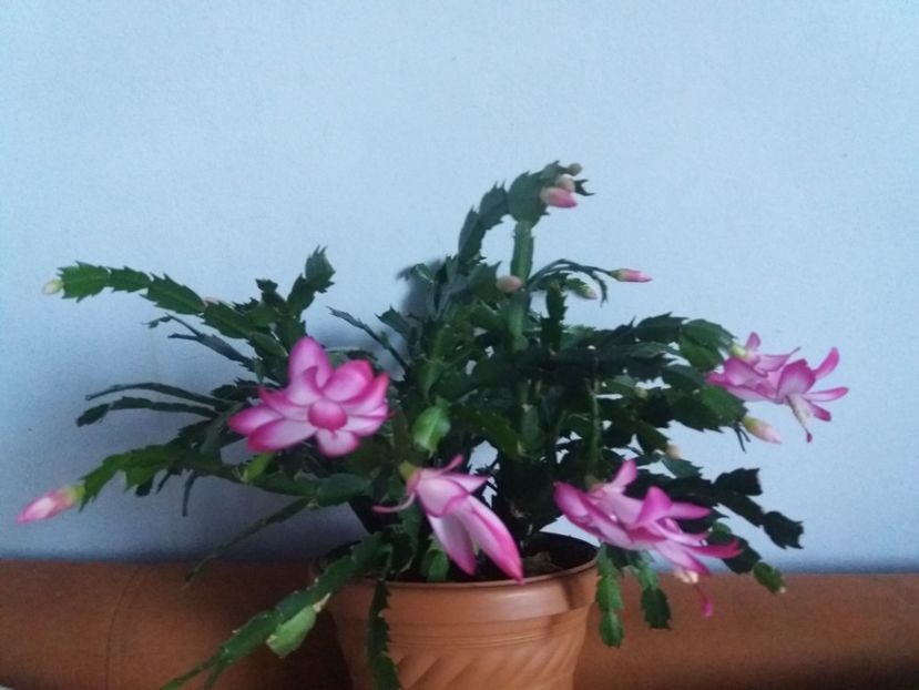  - Florile mele în noiembrie 2017