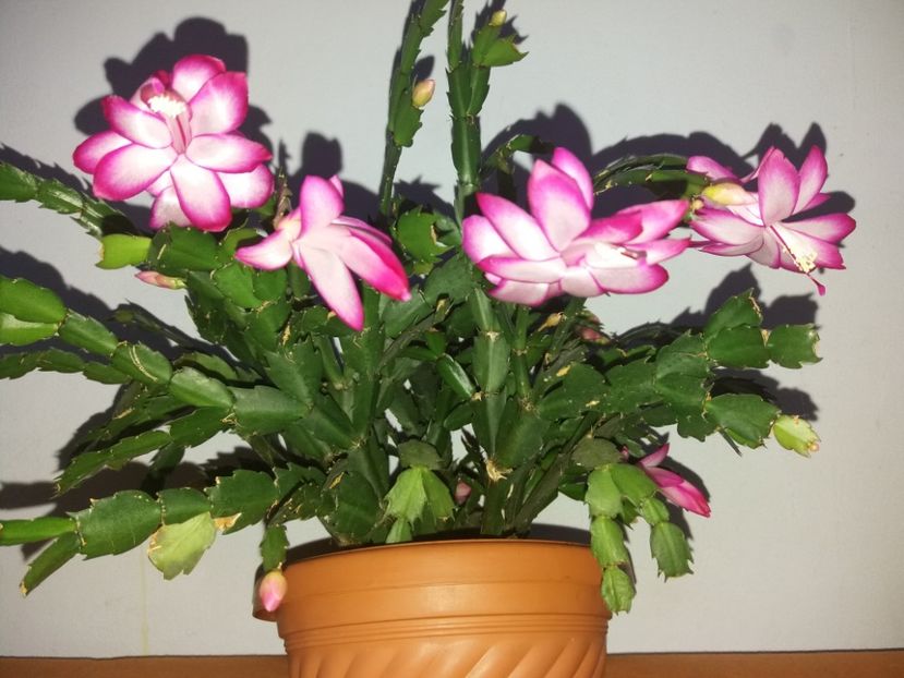  - Florile mele în noiembrie 2017