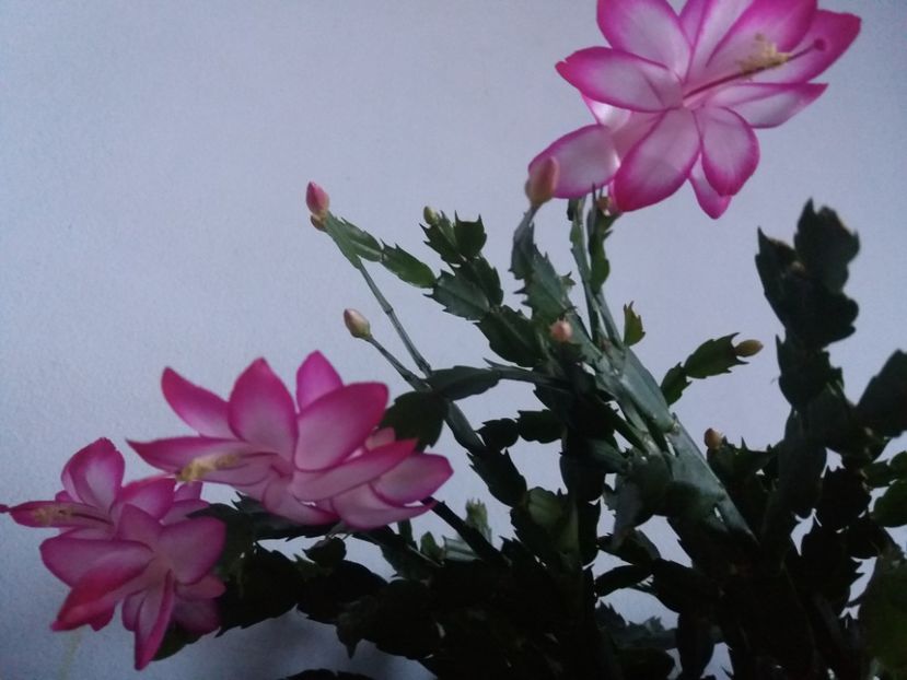 - Florile mele în noiembrie 2017