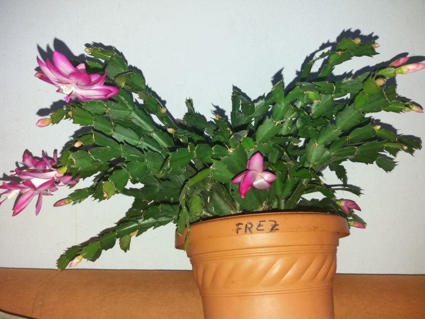  - Florile mele în noiembrie 2017