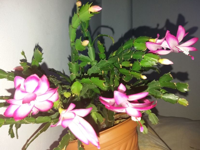  - Florile mele în noiembrie 2017