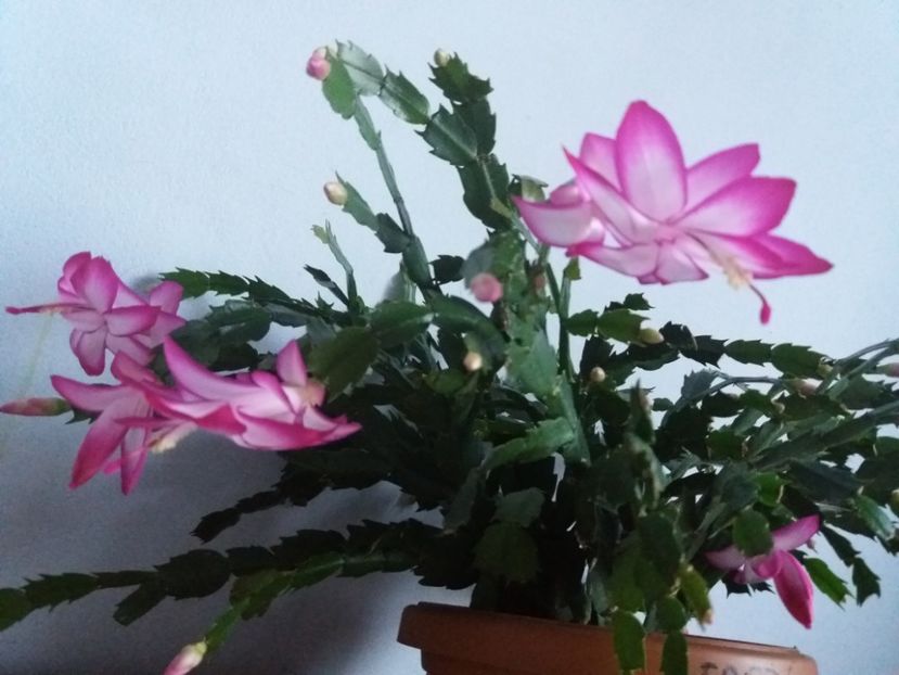  - Florile mele în noiembrie 2017