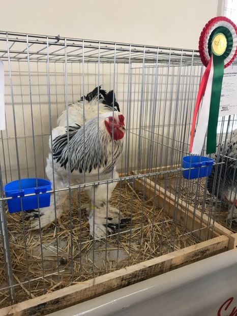 92EA8F1D-E389-40A0-8007-C252E95AC9B1 - Gyula2017