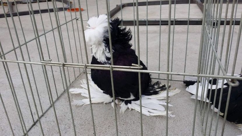 877603A9-A01D-46B3-8405-B7B59C9F70DF - Gyula2017