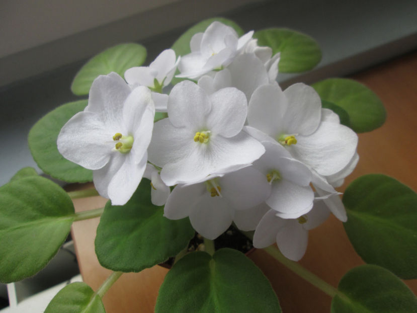  - NEFITOASE - doar - frumoase