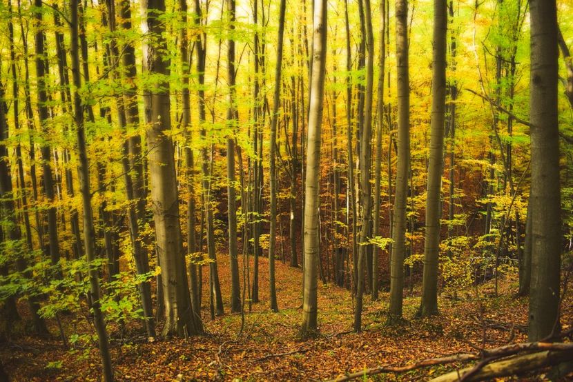  - O toamna ca-n povesti