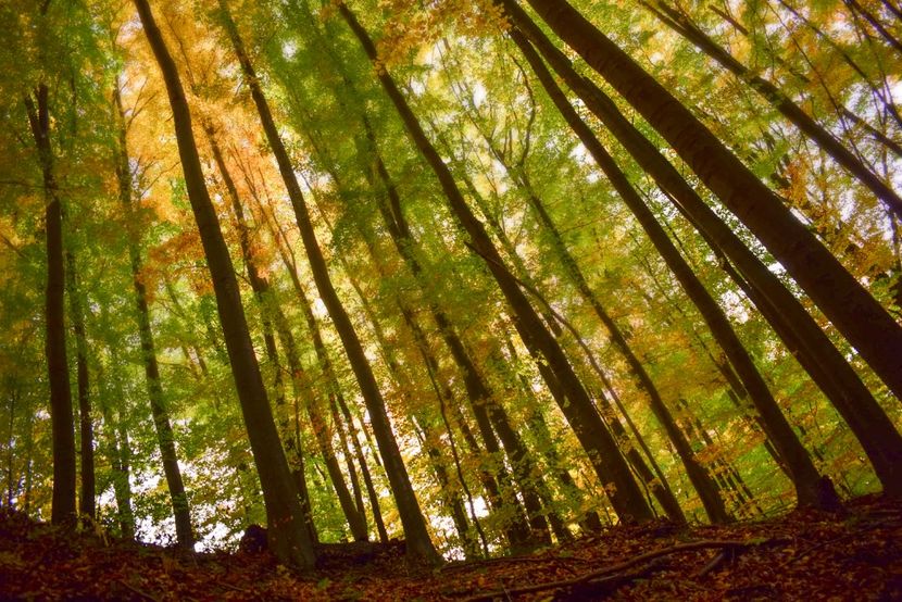  - O toamna ca-n povesti