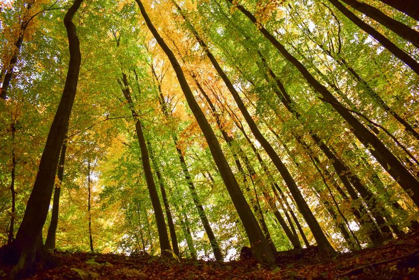  - O toamna ca-n povesti