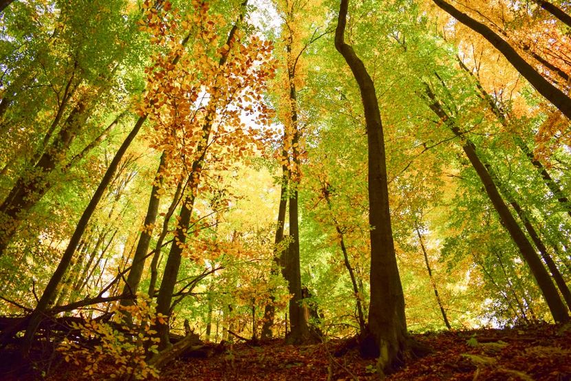  - O toamna ca-n povesti