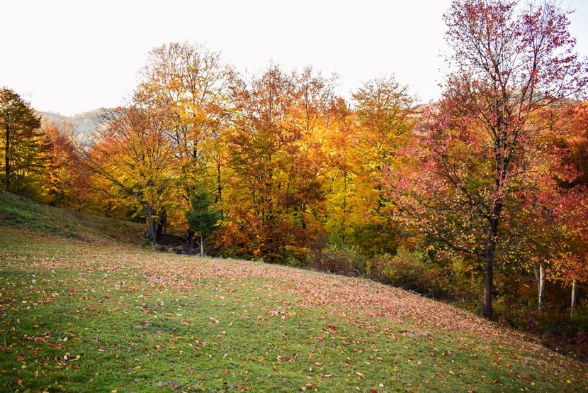  - O toamna ca-n povesti