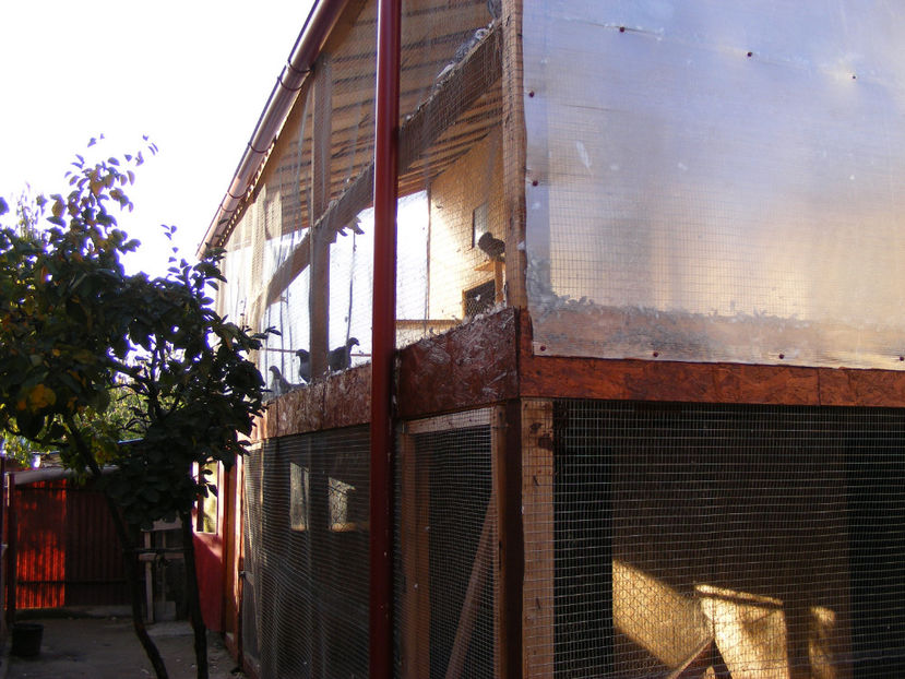 nou 137 - VOLIERA NOUA