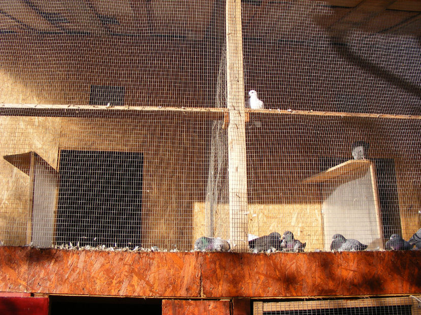 nou 138 - VOLIERA NOUA