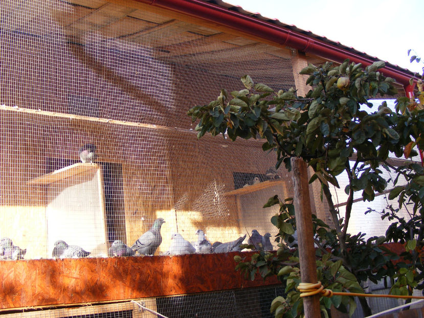 nou 139 - VOLIERA NOUA