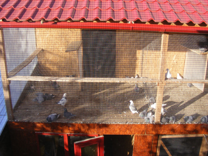 nou 140 - VOLIERA NOUA