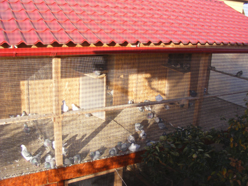 nou 141 - VOLIERA NOUA