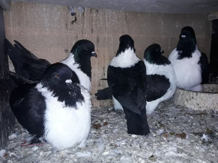  - Straser de vinzare 2018