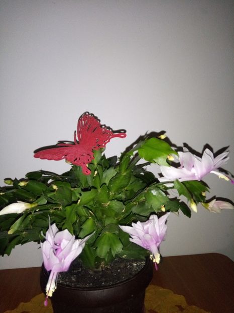 23..11.017 - Schlumbergera 2014-2020