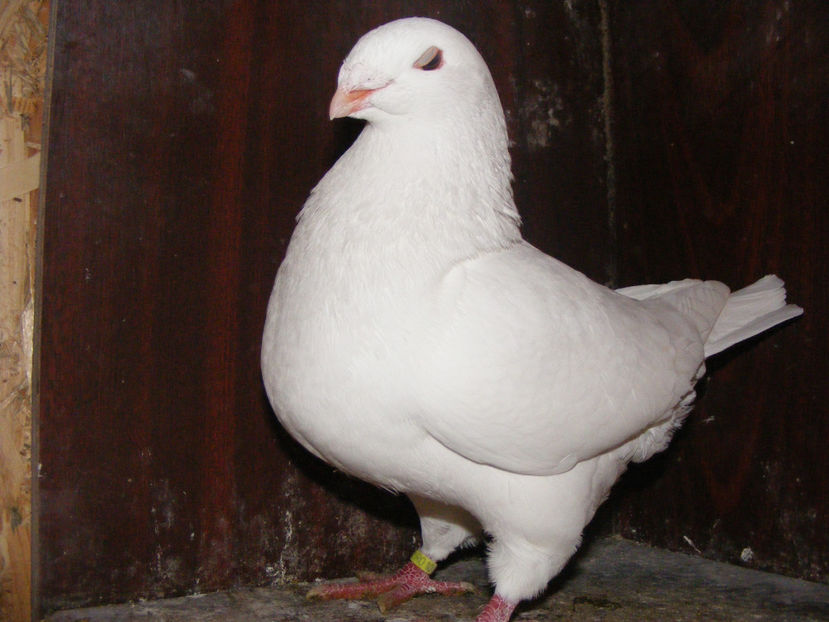 M 2017 vandut ian.2018 - PORUMBEI VINDUTI