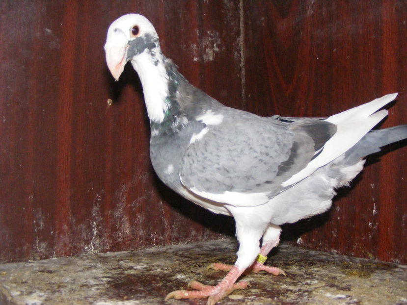 F 2017 vanduta ian.2018 - PORUMBEI VINDUTI