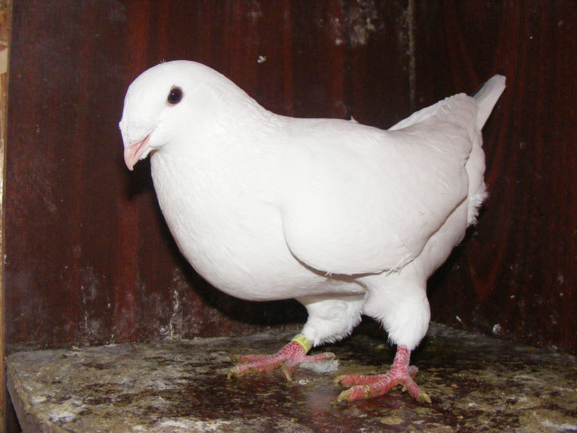 F 2017 vanduta ian.2018 - PORUMBEI VINDUTI