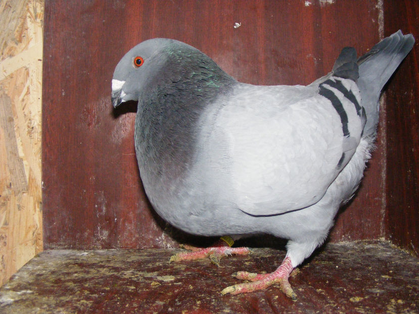 M 2017 vandut martie 2018 - PORUMBEI VINDUTI