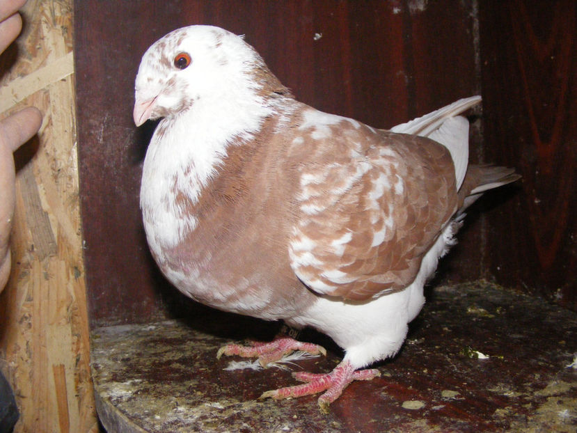 F 2016 vanduta ian.2018 - PORUMBEI VINDUTI