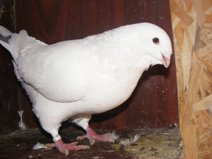 M 2015 vandut ian.2018 - PORUMBEI VINDUTI