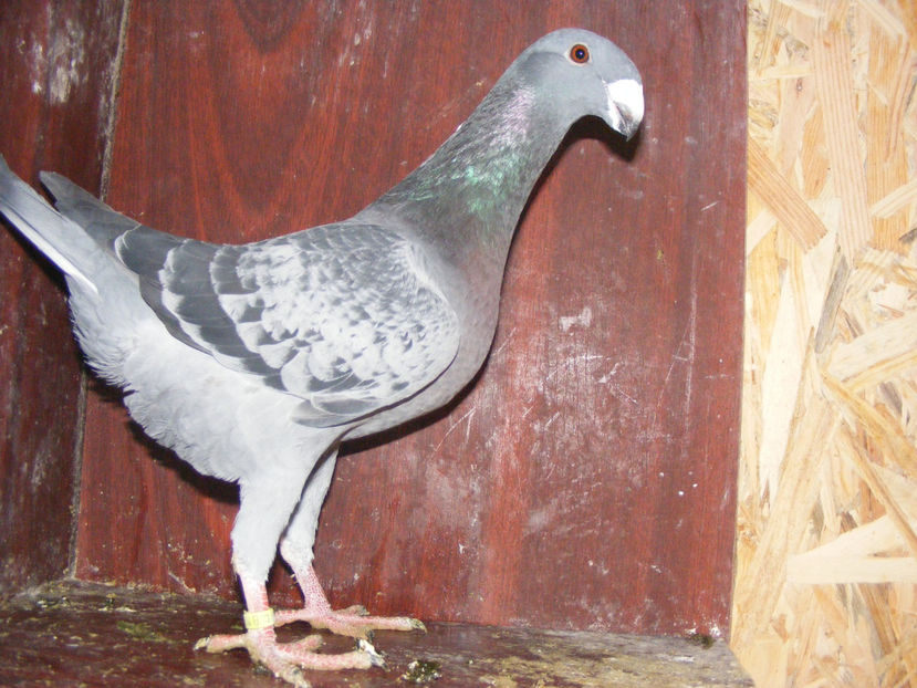 M 2017 vandut ian 2018 - PORUMBEI VINDUTI