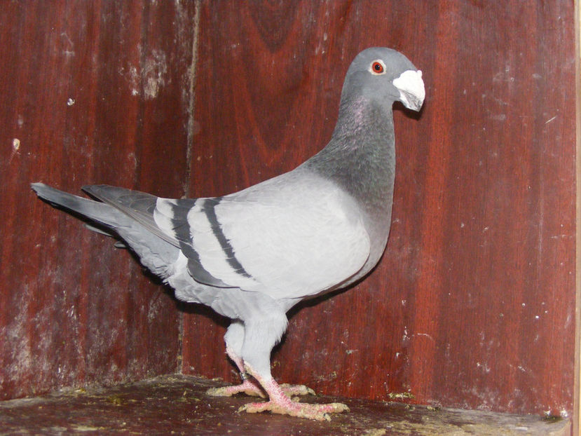 M 2016 vindut Ian.2018 - PORUMBEI VINDUTI