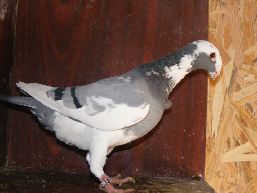 F 2016 vanduta Ian.2018 - PORUMBEI VINDUTI