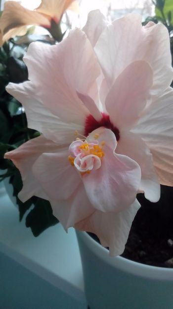 P_20171121_100846 - Hibiscus