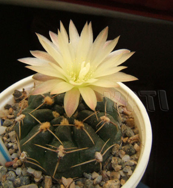 Gymnocalycium sp - Cactusi si suculente