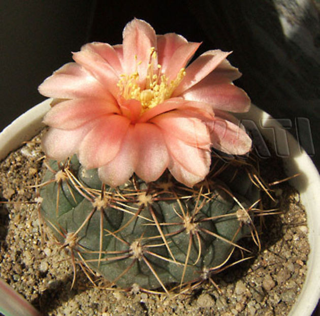 Gymnocalycium sp. - Cactusi si suculente