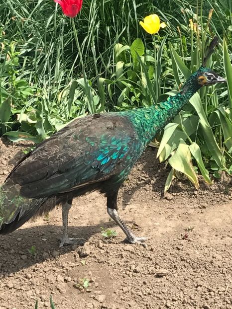  - VANZARI-SCHIMBURI-CUMPARARI