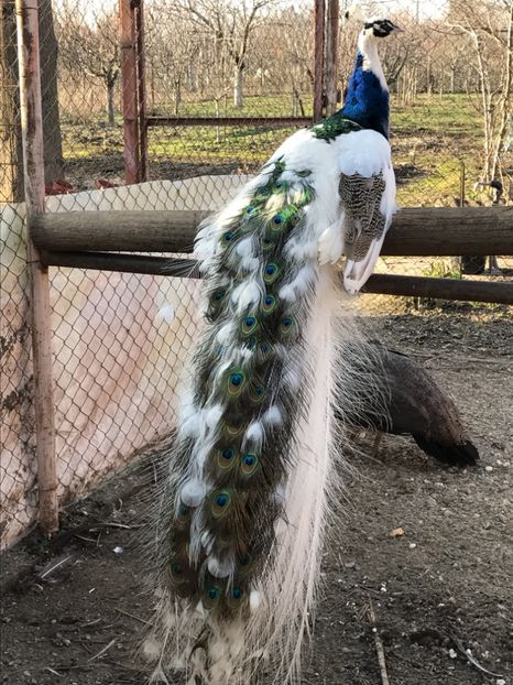  - VANZARI-SCHIMBURI-CUMPARARI