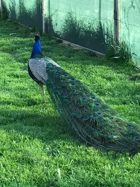  - VANZARI-SCHIMBURI-CUMPARARI