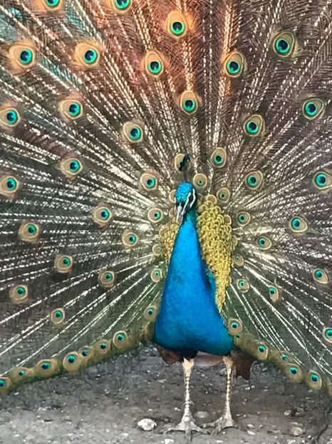 mascul standard 2014 - VANZARI-SCHIMBURI-CUMPARARI