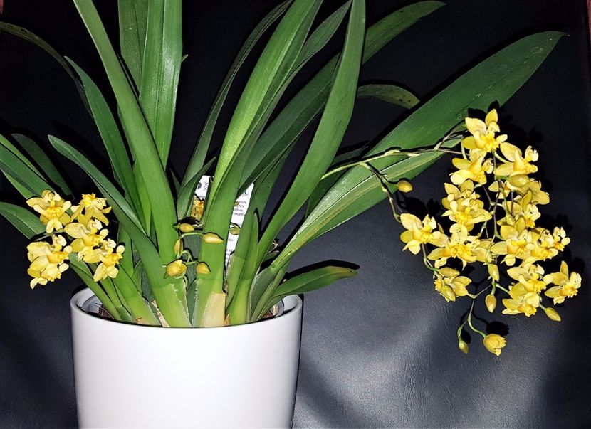  - Oncidium