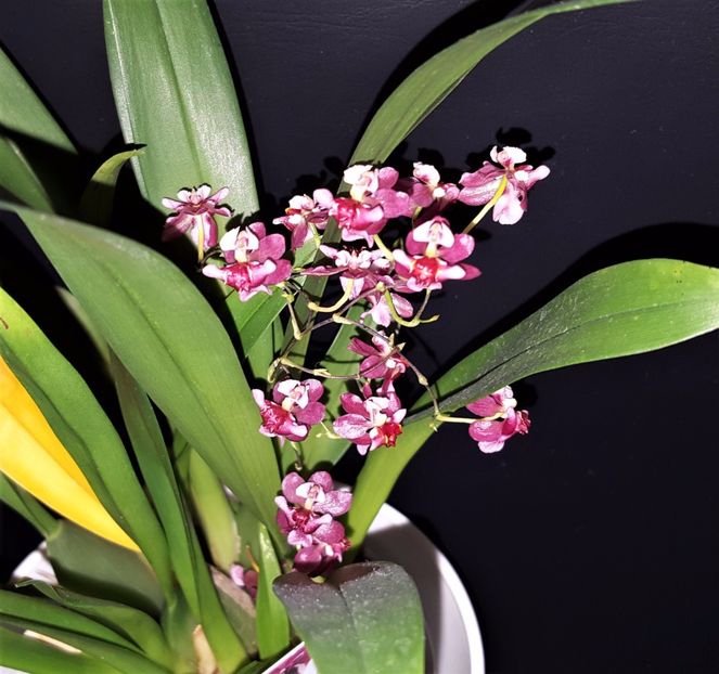  - Oncidium
