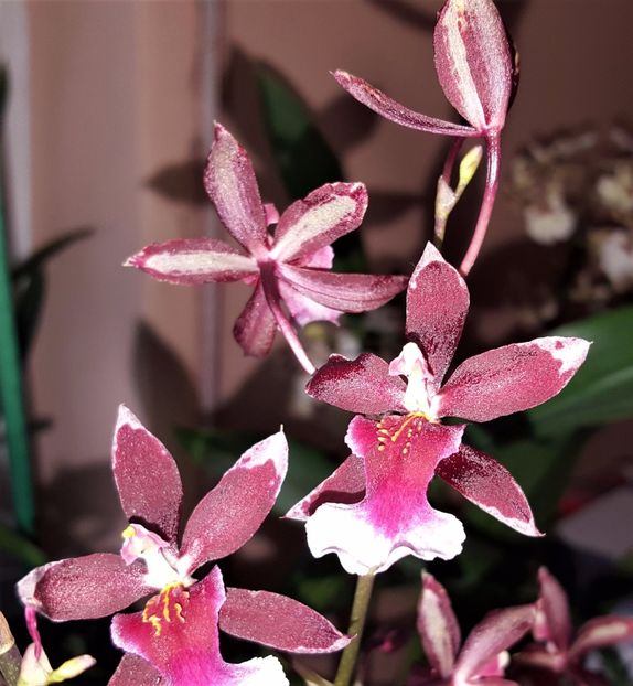  - Oncidium