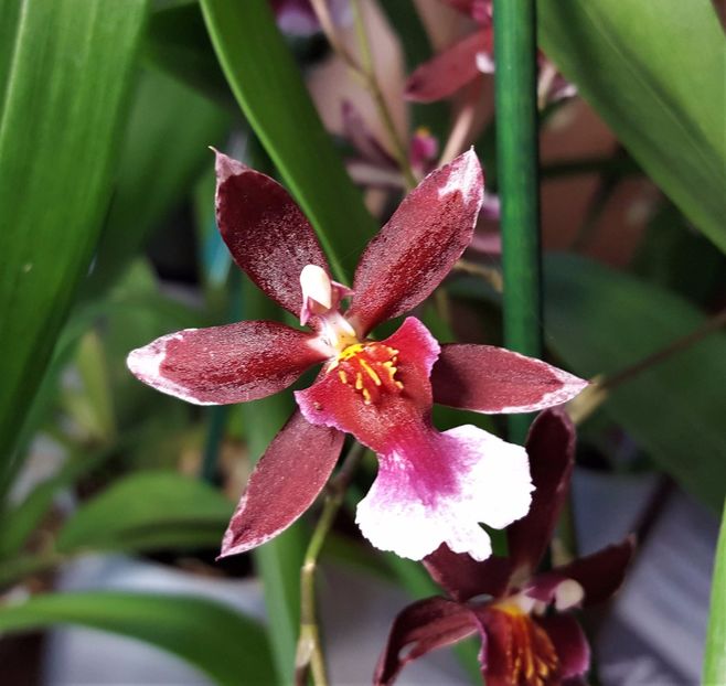  - Oncidium