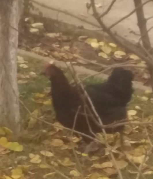 20171122_145813_Fotor - gainele mele