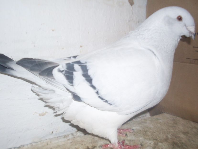  - contact_0724053207