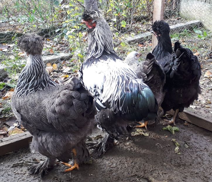  - Ultimile 2 serii din iulie