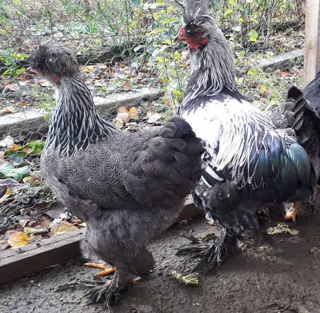  - Ultimile 2 serii din iulie