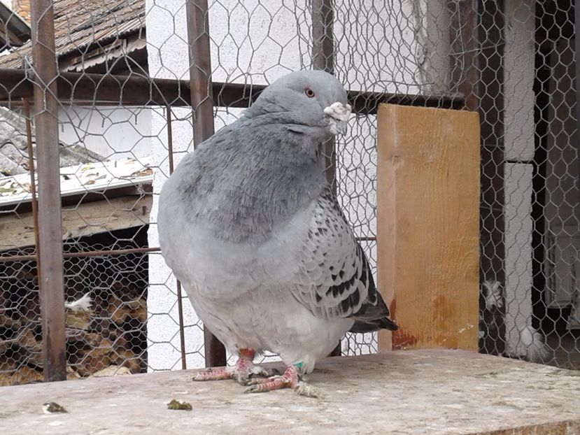M 2013 - Guti pe azur