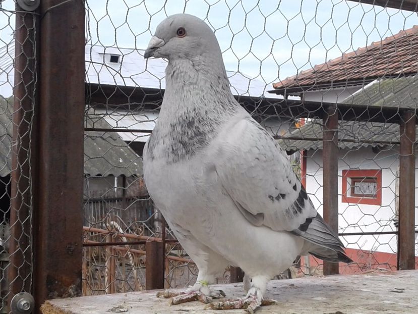  - Guti pe azur